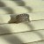 IMG_4007.jpeg